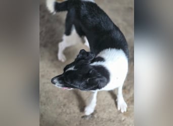 Abby - einfach weggeworfen