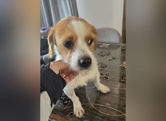 Minnie - einfach ausgesetzt