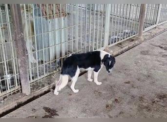 Abby - einfach weggeworfen