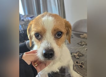 Minnie - einfach ausgesetzt