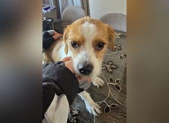 Minnie - einfach ausgesetzt