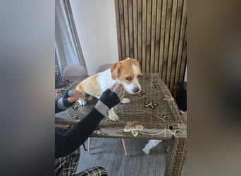 Minnie - einfach ausgesetzt