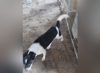 Abby - einfach weggeworfen