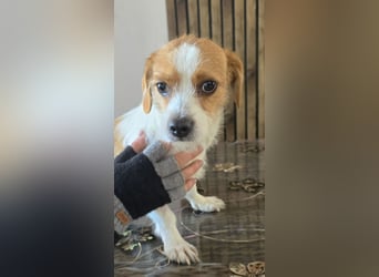 Minnie - einfach ausgesetzt