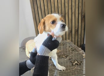 Minnie - einfach ausgesetzt