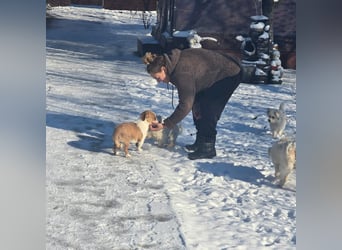 Minnie - einfach ausgesetzt