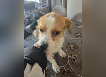 Minnie - einfach ausgesetzt