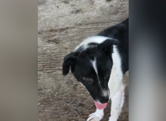 Abby - einfach weggeworfen