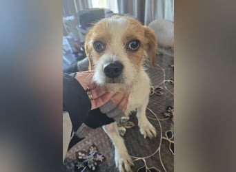 Minnie - einfach ausgesetzt