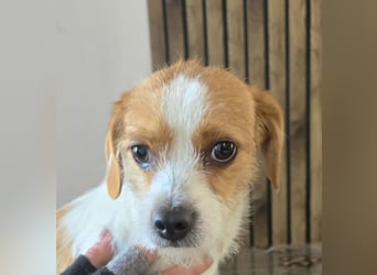 Minnie - einfach ausgesetzt