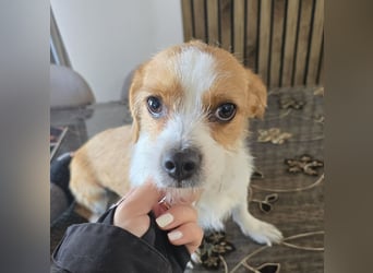 Minnie - einfach ausgesetzt