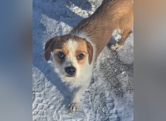 Minnie - einfach ausgesetzt