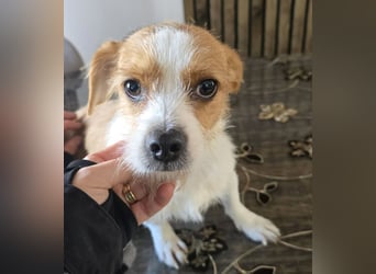 Minnie - einfach ausgesetzt