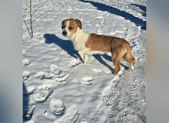 Minnie - einfach ausgesetzt