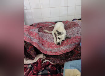 Kiko - kleiner Herzenshund sucht sein Glück