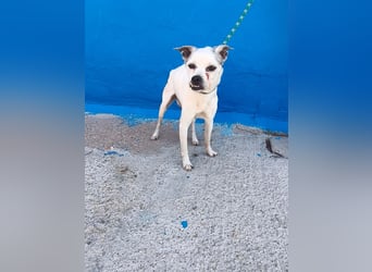 Kiko - kleiner Herzenshund sucht sein Glück