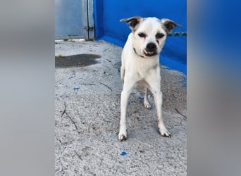 Kiko - kleiner Herzenshund sucht sein Glück