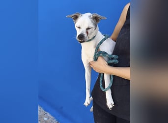 Kiko - kleiner Herzenshund sucht sein Glück