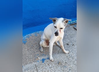 Kiko - kleiner Herzenshund sucht sein Glück