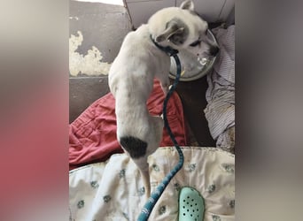 Kiko - kleiner Herzenshund sucht sein Glück