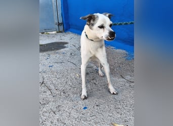 Kiko - kleiner Herzenshund sucht sein Glück
