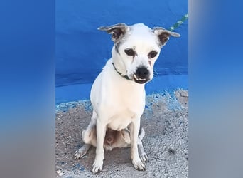 Kiko - kleiner Herzenshund sucht sein Glück