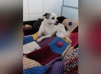 Kiko - kleiner Herzenshund sucht sein Glück