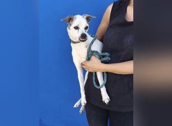 Kiko - kleiner Herzenshund sucht sein Glück
