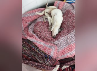 Kiko - kleiner Herzenshund sucht sein Glück