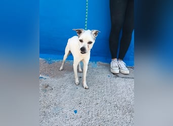Kiko - kleiner Herzenshund sucht sein Glück