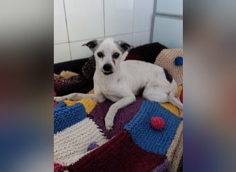 Kiko - kleiner Herzenshund sucht sein Glück