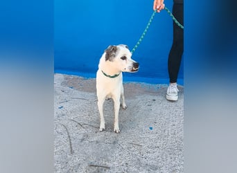 Kiko - kleiner Herzenshund sucht sein Glück
