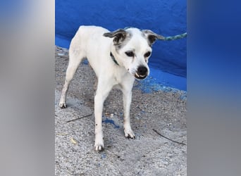 Kiko - kleiner Herzenshund sucht sein Glück