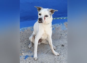 Kiko - kleiner Herzenshund sucht sein Glück