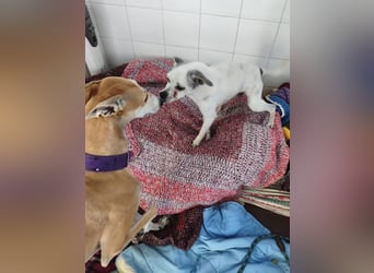 Kiko - kleiner Herzenshund sucht sein Glück