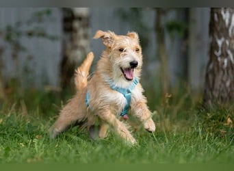 Toller Garik sucht liebevolles Zuhause