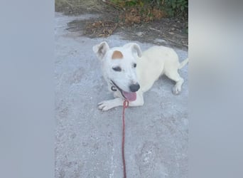 James- Kleiner Alltagsbegleiter gesucht? James würde zur Verfügung stehen! James- Kleiner Alltagsbegleiter gesucht? James würde zur Verfügung stehen!