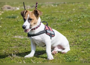 Trabi SI – kleiner aktiver Rüde sucht sein Zuhause 