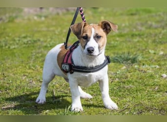 Trabi SI – kleiner aktiver Rüde sucht sein Zuhause 