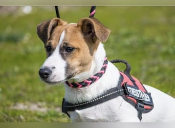 Trabi SI – kleiner aktiver Rüde sucht sein Zuhause 