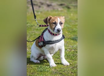 Trabi SI – kleiner aktiver Rüde sucht sein Zuhause 