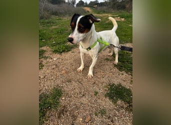 Cassidy - Jack-Russel-Terrier- Liebhaber gesucht