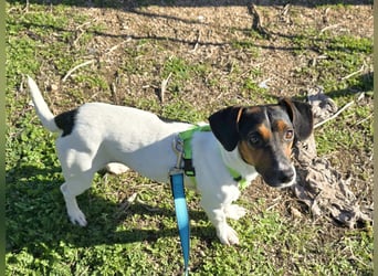 Corinne - eine lustige Terrierdame