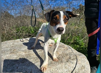 Cassidy - Jack-Russel-Terrier- Liebhaber gesucht