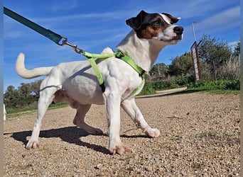 Cassidy - Jack-Russel-Terrier- Liebhaber gesucht