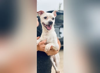 Sushi -  ein kleiner Mann sucht endlich sein Glück