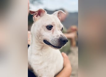 Sushi -  ein kleiner Mann sucht endlich sein Glück