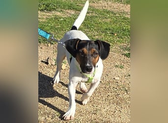 Corinne - eine lustige Terrierdame