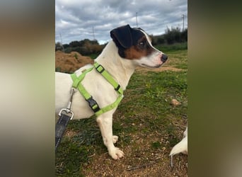 Cassidy - Jack-Russel-Terrier- Liebhaber gesucht