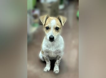 LINUS (Jack-Russel-Mix) – kleiner Kämpfer mit großem Lebenswillen sucht sein Für-immer-Zuhause